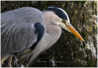 Grey Heron at Betws y Coed