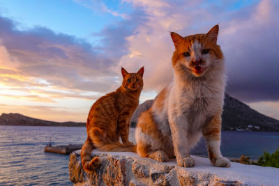 Mini Mog and Tony Scruff taking the evening air, Kalymnos, Greece