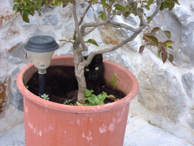 Sooty in a Pot