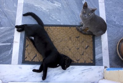 Lego (the grey) and her son Squeek