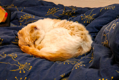 White Cat, missing her ears