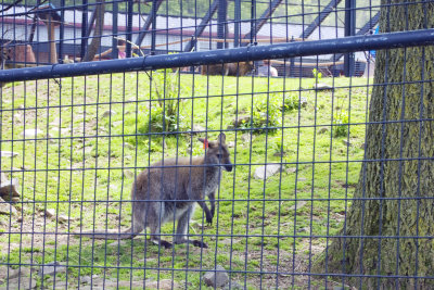 Wallaby