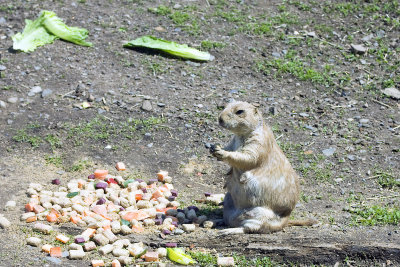prairie dog