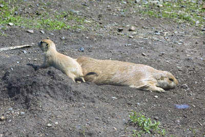 baby prairie dog with mother