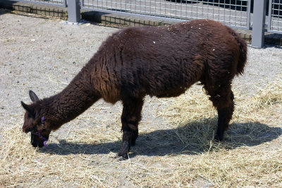 llama in the farm and petting zoo