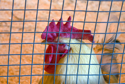 bad boy rooster in the farm and petting zoo