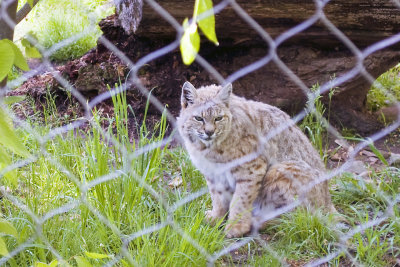 bobcat
