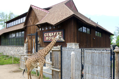 Giraffe House (with giraffe)