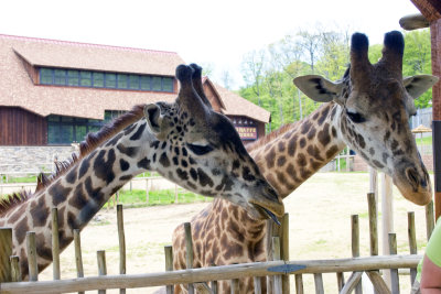 giraffe pair waiting for food