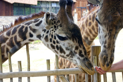 giraffe pair being fed