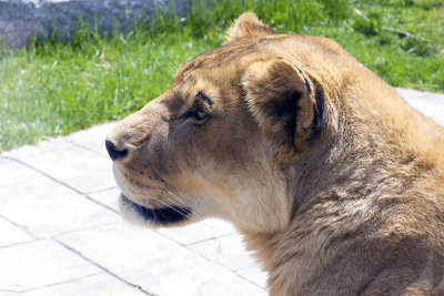 young lioness up close