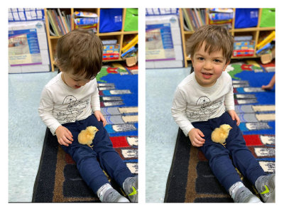 Chick day at school