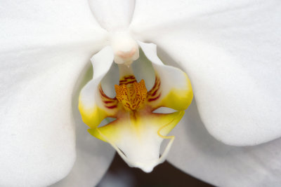 connecting with your inner orchid