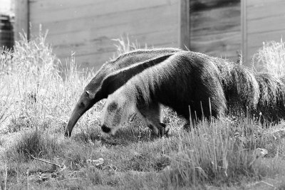 giant anteater