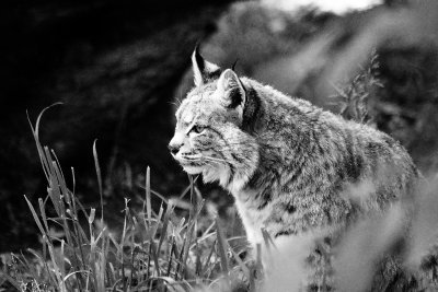 Bobcat