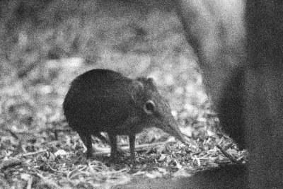 giant elephant shrew