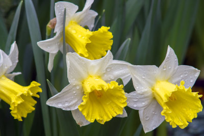 Dafodil