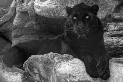 black leopard