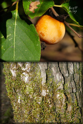 Persimmon Tree original