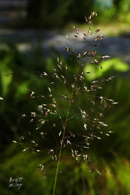 Ferns & Grasses