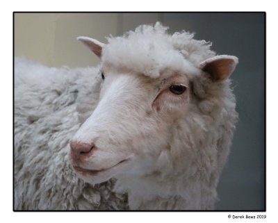 Dolly The Sheep