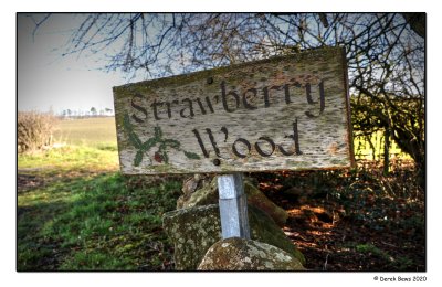 Strawberry Wood