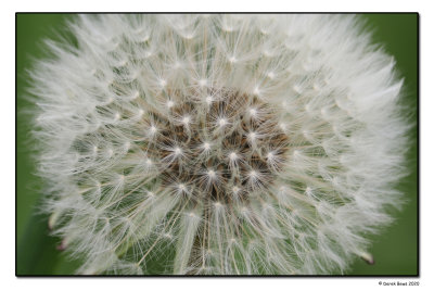 Annual Dandelion