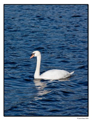 White Swan, Blue Water