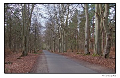 The Road Through Tentsmuir Forest