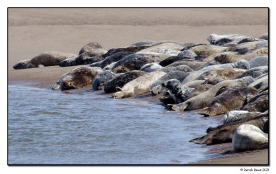 Grey Seal Colony