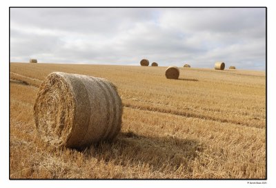 Hay Bales