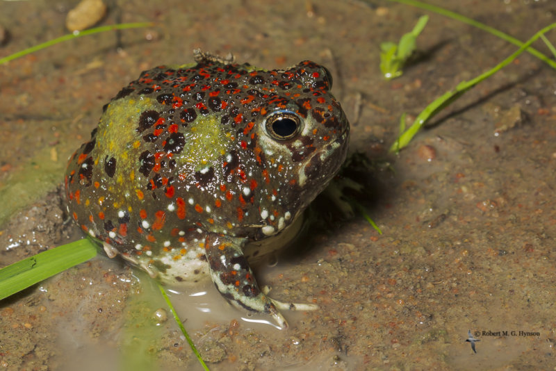 Crucifix frog