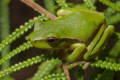 green stream frog