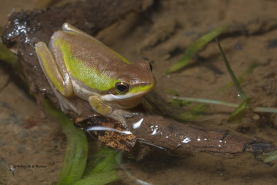 eastern dwarf tree frog
