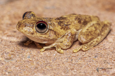 Northern laughing tree frog