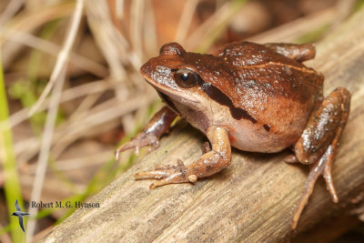ground_frogs_myobatrachidae_and_microhylidae