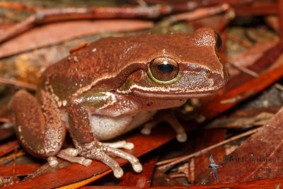 blue_mountains_tree_frog