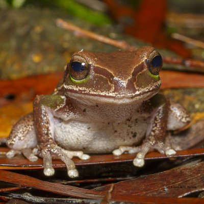 Blue mountains tree frog