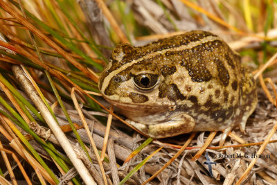 marsh_frogs_