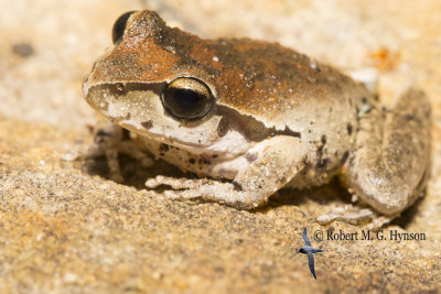 Lesueur's Frog 