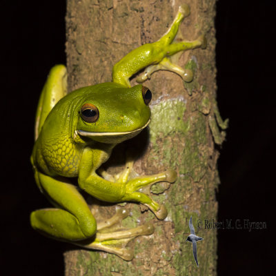 white-lipped_tree_frog