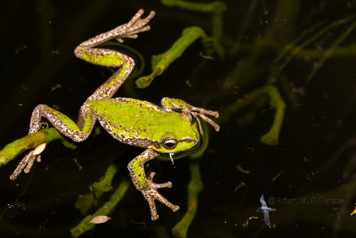 tasmanian_tree_frog