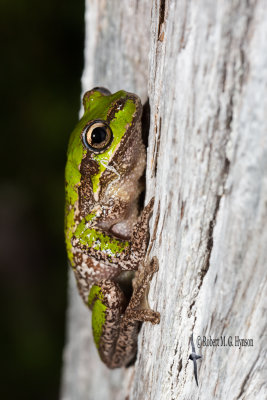 Tasmanian tree frog