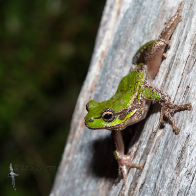 Tasmanian tree frog