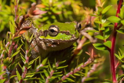 Tasmanian tree frog