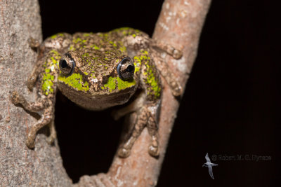 Tasmanian tree frog