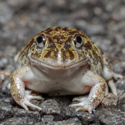 ornate_burrowing_frog