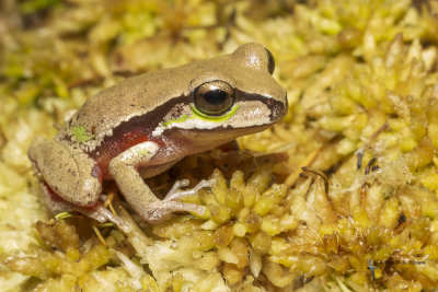 Blue mountains tree frog