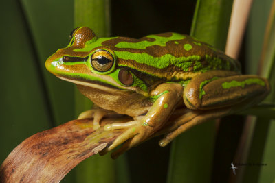 australian_frogs