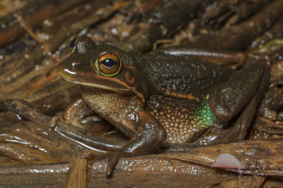 Green and gold bell frog